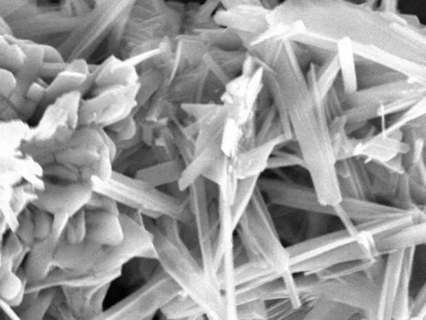 Mikroskopische Aufnahme ACTILINC Mikroskopische Aufnahme ACTILINC