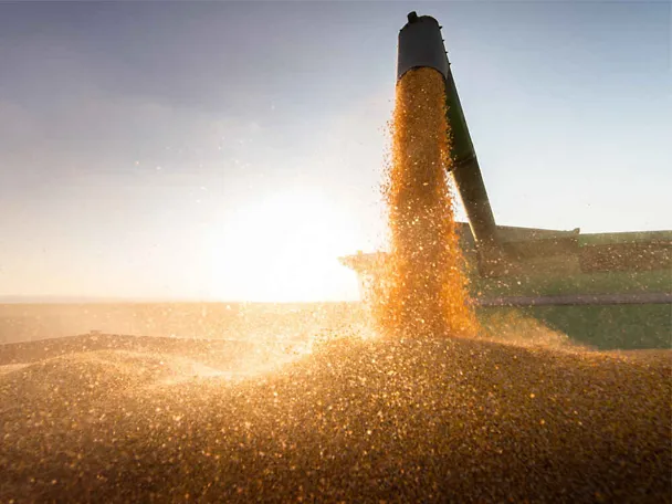 Nahaufnahme Getreideernte auf Anhänger Nahaufnahme Getreideernte auf Anhänger
