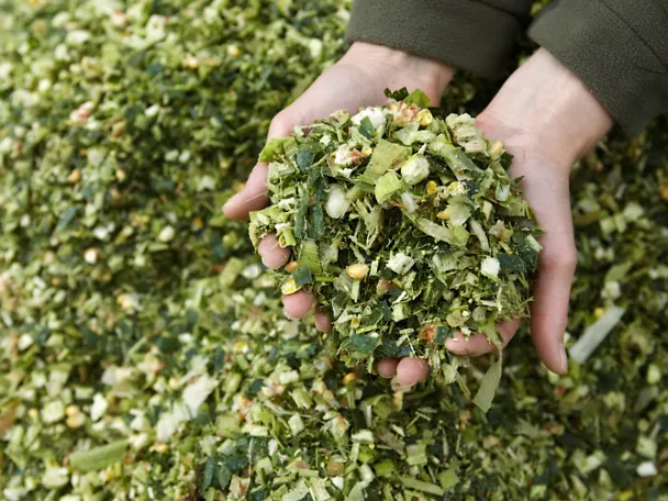 Silage in einer Hand Silage in einer Hand